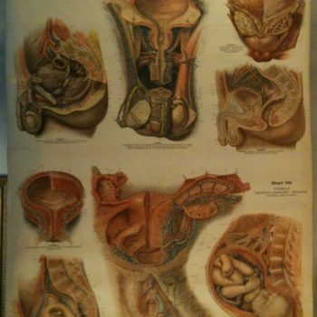 American Frohse Anatomical Chart: "Male & Female Reproductive Systems"