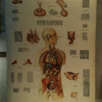 American Frohse Anatomical Chart: “The Endocrine Glands”