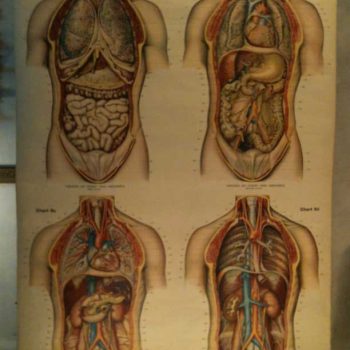 American Frohse Anatomical Chart: “Chest & Abdomen”