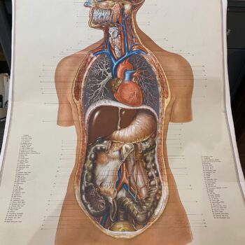 Dr. te. Neues & Co.: "Thoracic & Abdominal Organs"