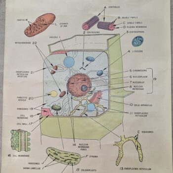 "Generalized Cell" Vintage Biology Poster